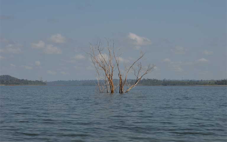 A tree submerged by the Belo Monte reservoir still shows above its surface. Amazon dams bring deforestation, not only through inundation, newly constructed roads and transmission lines, but because dam sites attract logging operations, mining companies, and other development. Photo by Zoe Sullivan