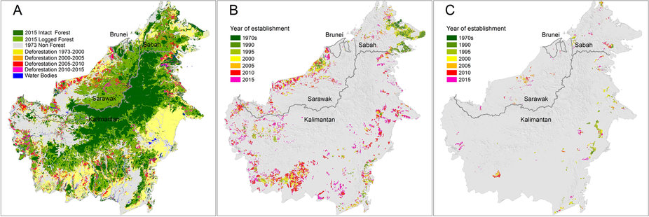 (A) Total deforestation (18.7 Mha) and remaining old-growth and selectively logged forest in December 2015; (B) The expansion of industrial oil-palm plantations (7.8 Mha); (C) The expansion of industrial pulpwood plantations (1.3 Mha). Maps created using ArcMap v10.2.2 geospatial processing program