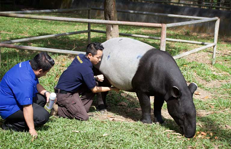 Perhilitan veterinarian Dr. Donny Yawah examines a tapir at Sungai Dusun. Photo by Kate Mayberry