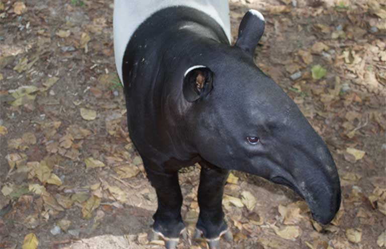 A Malayan tapir at Sungai Dusun, a rehabilitation center in northern Selangor. Photo by Kate Mayberry