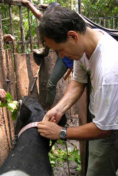 Carl Traeholt fits a GPS collar. This form of tracking, while sometimes effective, can be challenging in dense rainforest undergrowth. Photo courtesy of the Copenhagen Zoo.