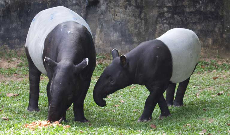 Two Malayan tapirs feast on sweet potatoes at Sungai Dusun. Photo by Kate Mayberry