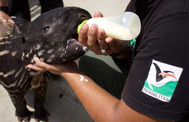 Two-month-old Asahan was found alone wandering around an oil palm plantation and is now being looked after at the Sungai Dusun rescue center. Photo by Kate Mayberry