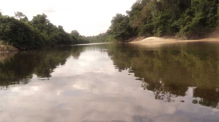 The Caura river basin in Suapure. Here, Phynatura, an NGO, preserves forests in alliance with indigenous communities using sustainable agroforestry techniques to harvest organic cocoa and orchids. This model of sustainable industry, say critics of the Mining Arc, is the sort of development appropriate for the nation’s Southeast. Photo by Luis Jiménez courtesy of PhyNatura