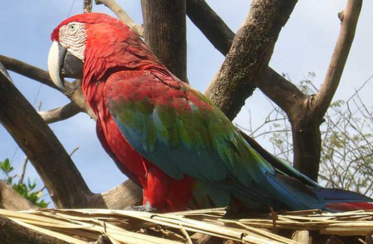 A Red-and-green Macaw, one of the many species of wildlife living within the proposed Orinoco Mining Arc. Photo by Diego Delso Wikimedia Commons, License CC-BY-SA 3.0