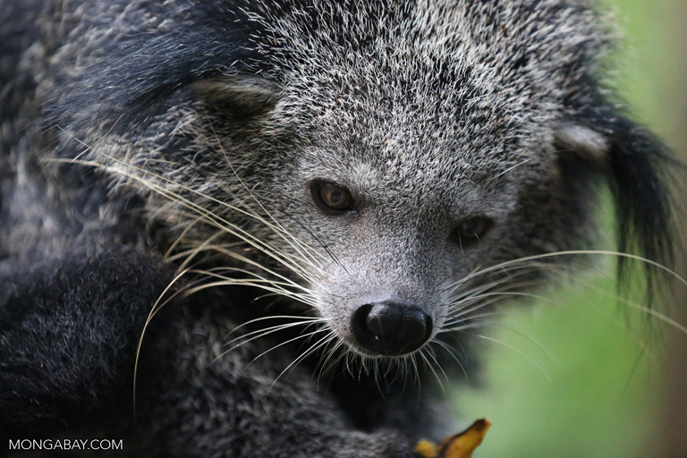 Binturong in the Southern Cardamom Mountains. Photo by Rhett A. Butler