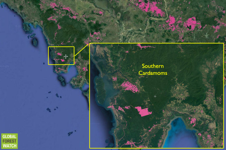 Global Forest Watch map showing forest cover loss since 2010 in the Southern Cardamom mountains.