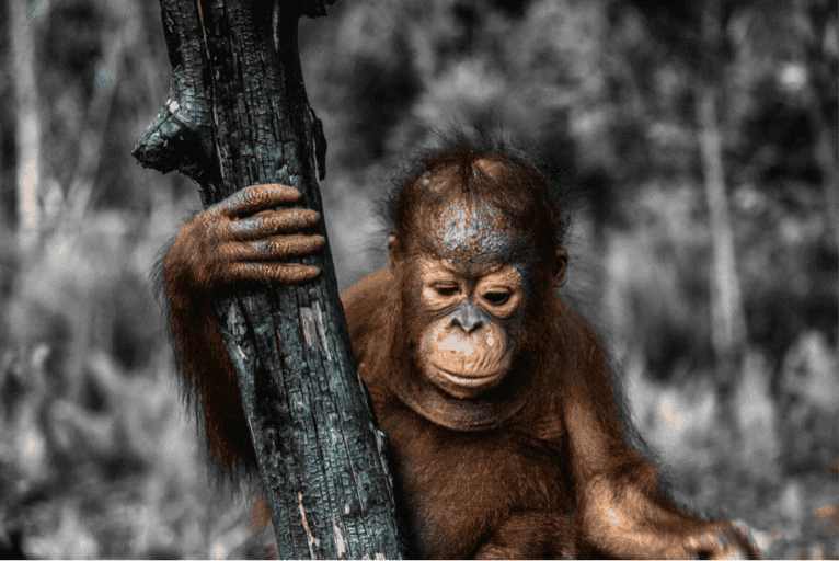 Otong, a half-blind orangutan in the Protect Our Borneo orangutan sanctuary exemplifies the fate that could await Sungai Putri’s orangutans if common sense and legal rules do not prevail. Photo by Björn Vaughn.