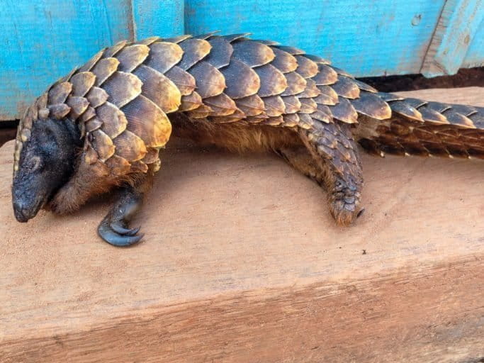 All eight species of pangolin living in Africa and Southeast Asia are threatened by hunting for their meat. Photo by John C. Cannon