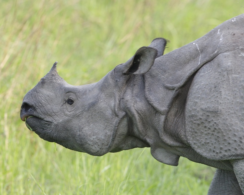 Greater one-horned rhino in Kaziranga Park. Photo By Lip Kee/Flickr