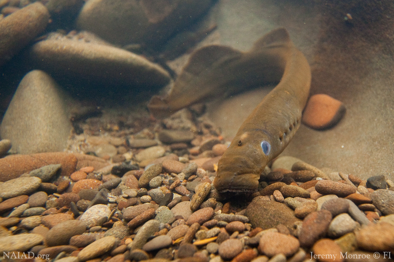 If successful in the field, the transmitter could help monitor and conserve migratory species of concern like the lamprey. Photo credit: Jeremy Monroe.