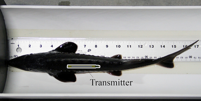 Lui et al. have developed the first self-charging tag, an acoustic transmitter implanted in fish and powered by their movement. Photo credit: PNNL.