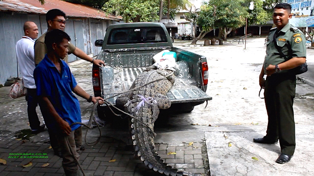 buaya-muara3-panjang-4-meter-ini-dievakuasi-bksda-wilayah-ii-stabat-dari-rumah-seorang-warga-di-binjai-ayat-s-karokaro