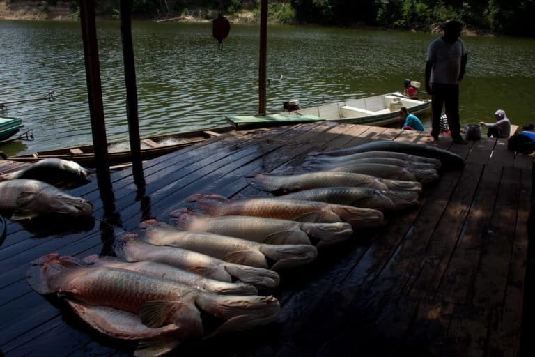 A community harvests arapaima, the largest scaled freshwater fish in the world. Photo courtesy of Carlos Peres