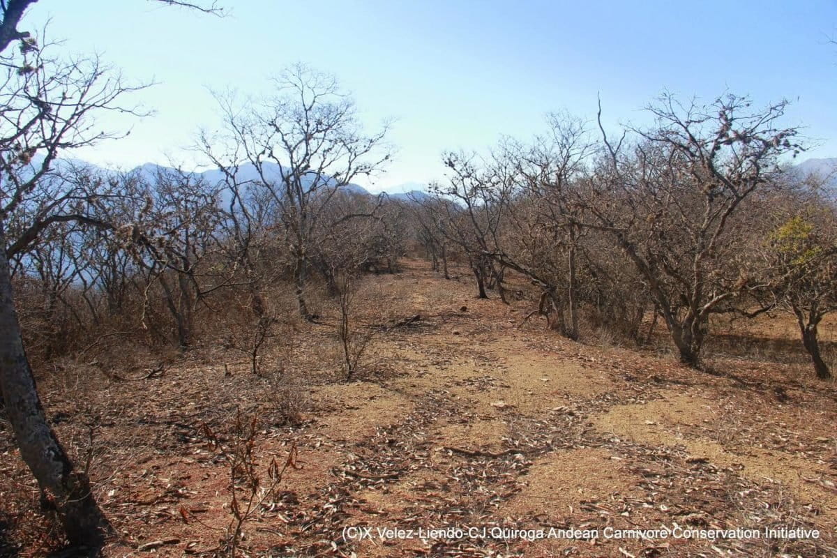 bolivian-dry-forest-by-andean-carnivore-conservation-initiative