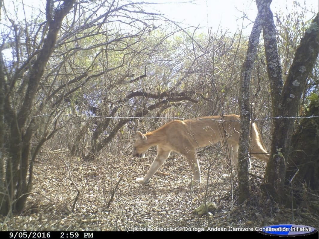 bolivian-puma-by-andean-carnivore-conservation-initiative