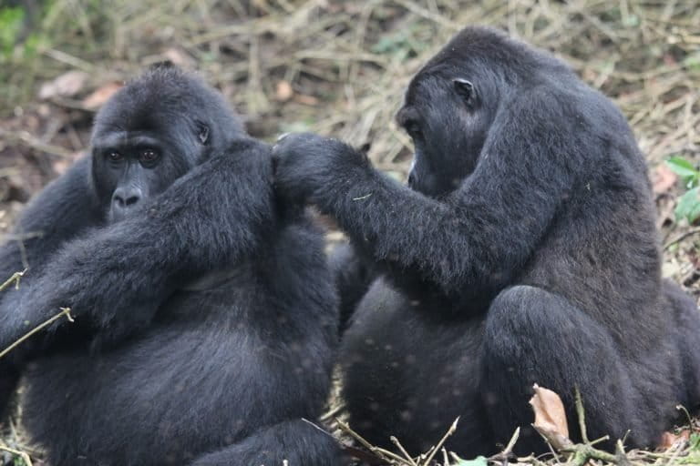 Animal Observer lets researchers record animal activity, health and social behavior data such as this grooming behavior. Photo Credit: The Dian Fossey Gorilla Fund International 