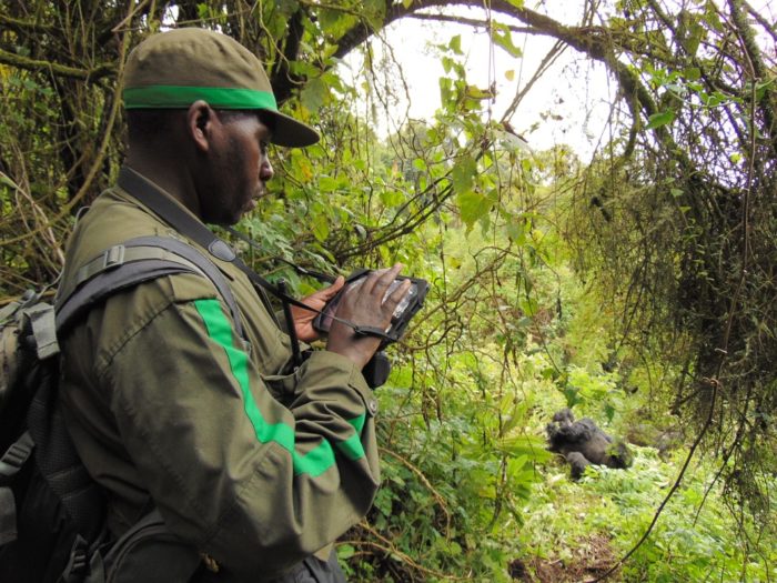 After almost 40 years collecting behavioral data using pencils and notebooks, data technicians from the Karisoke Research Center now use Animal Observer to study mountain gorillas. Photo credit: The Dian Fossey Gorilla Fund International