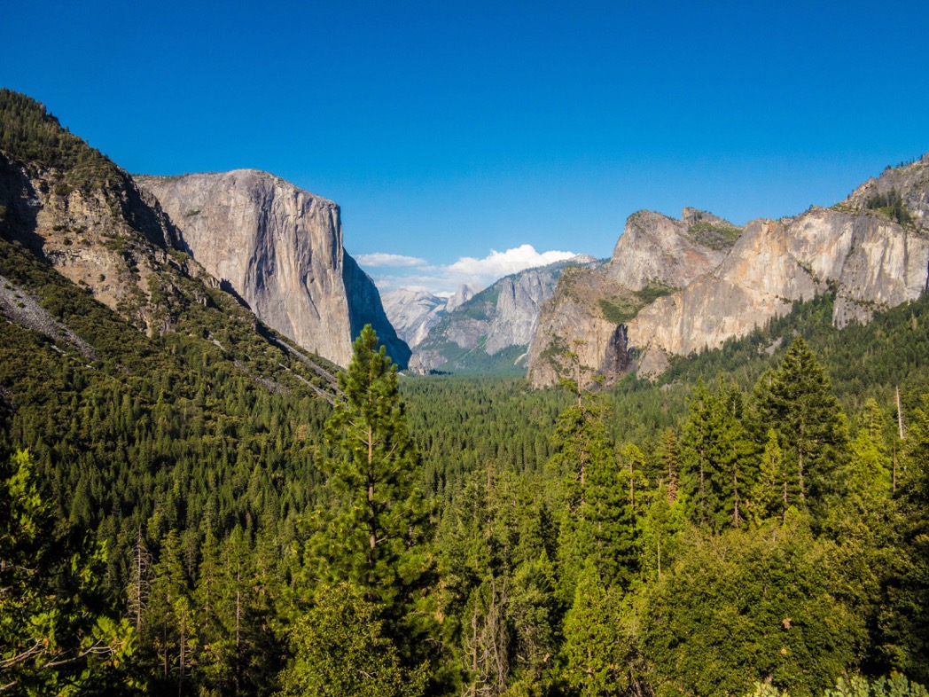 Researchers collected data from more than 30 million trees representing nearly 8,800 species in 44 countries. Photo by Radomir Balazy.