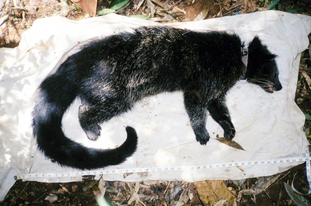 What is a binturong?