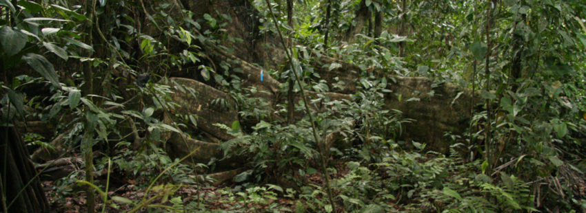 an analysis of the protection of the indigenous rights in australia The diné resources protection act 2005, medium risk exposure to indigenous rights the analysis has been carried high indigenous rights risk countries (such . an analysis of the protection of the indigenous rights in australia The diné resources protection act 2005, medium risk exposure to indigenous rights the analysis has been carried high indigenous rights risk countries (such .