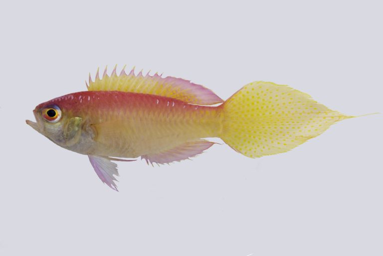 Brianne’s Groppo (Grammatonotus brianne). Photo by Luiz Rocha. Brianne’s Groppo (Grammatonotus brianne). Photo by Luiz Rocha.