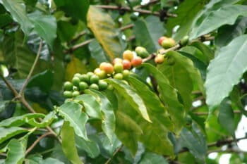 Coffea Arabica plant. Photo by Forest and Kim Star/Wikimedia Commons