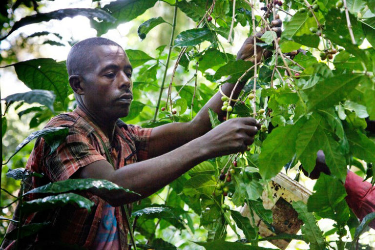 Tariku Mengesha, a local co-operative worker, harvests ripe wild coffee cherries. Photo courtesy of Indrias Getachew