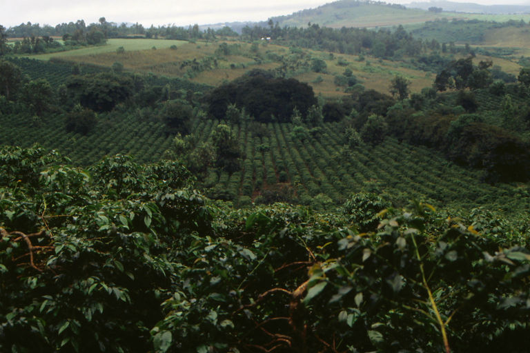 A coffee plantation in Tanzania. Photo courtesy of Wikimedia Commons