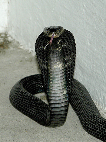 A Sumatran cobra. Photo by Nick Baker/Wikimedia Commons