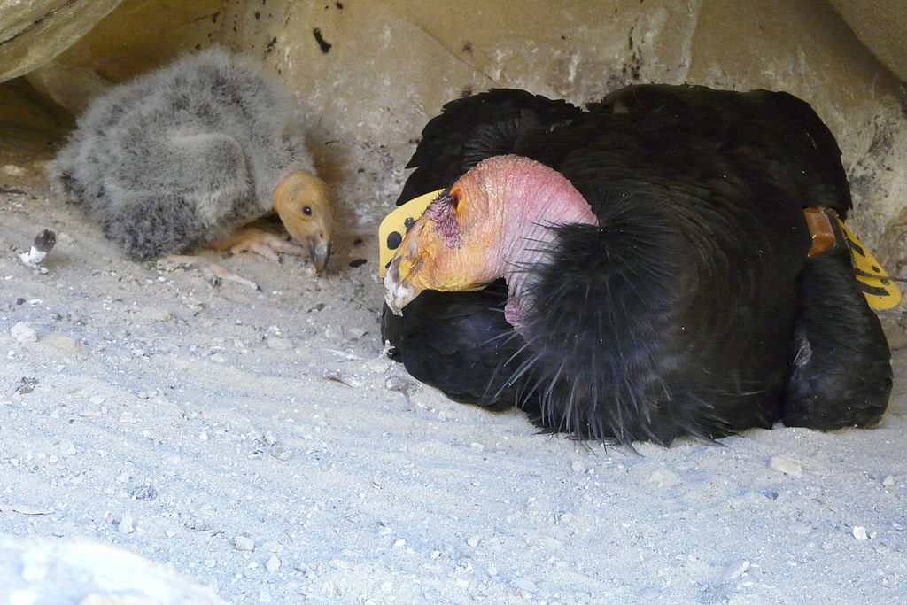 An adult California Condor with its 30-day old chick in a nest near Hopper Mountain National Wildlife Refuge in California. The number of chicks that have fledged in the wild aren’t anywhere close to making up for the number of condors that have died or been permanently removed from the wild, according to research led by scientists at the University of California at Santa Cruz. Photo by Joseph Brandt, Pacific Southwest Region U.S. Fish and Wildlife Service