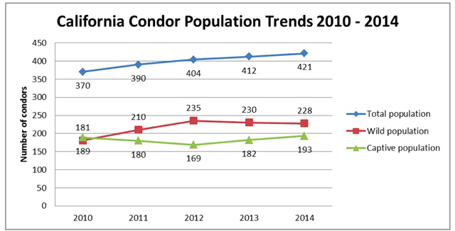 In 2008, the condor recovery program crossed a major tipping point: wild California condors finally outnumbered those in captivity. Chart courtesy of the US Fish and Wildlife Service, California Condor Recovery Program 2014 Annual Population Report