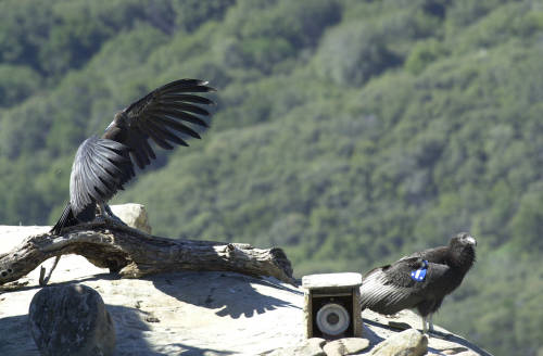 Condor release site in 2000 with radio telemetry tags Photo by Scott Frier/USFWS 