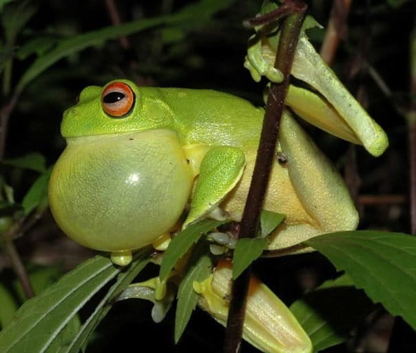 red-eyed-tree-frog_calling__froggydarb-wikipedia