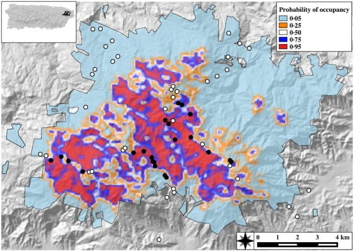 Distribution of elfin woods warbler in El Yunque forest in Puerto Rico