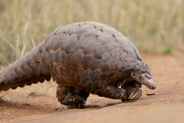 The pangolin, the world's most trafficked mammal, is one of many endangered species that are victims of the online illegal wildlife trade. Photo credit: David Brossard.