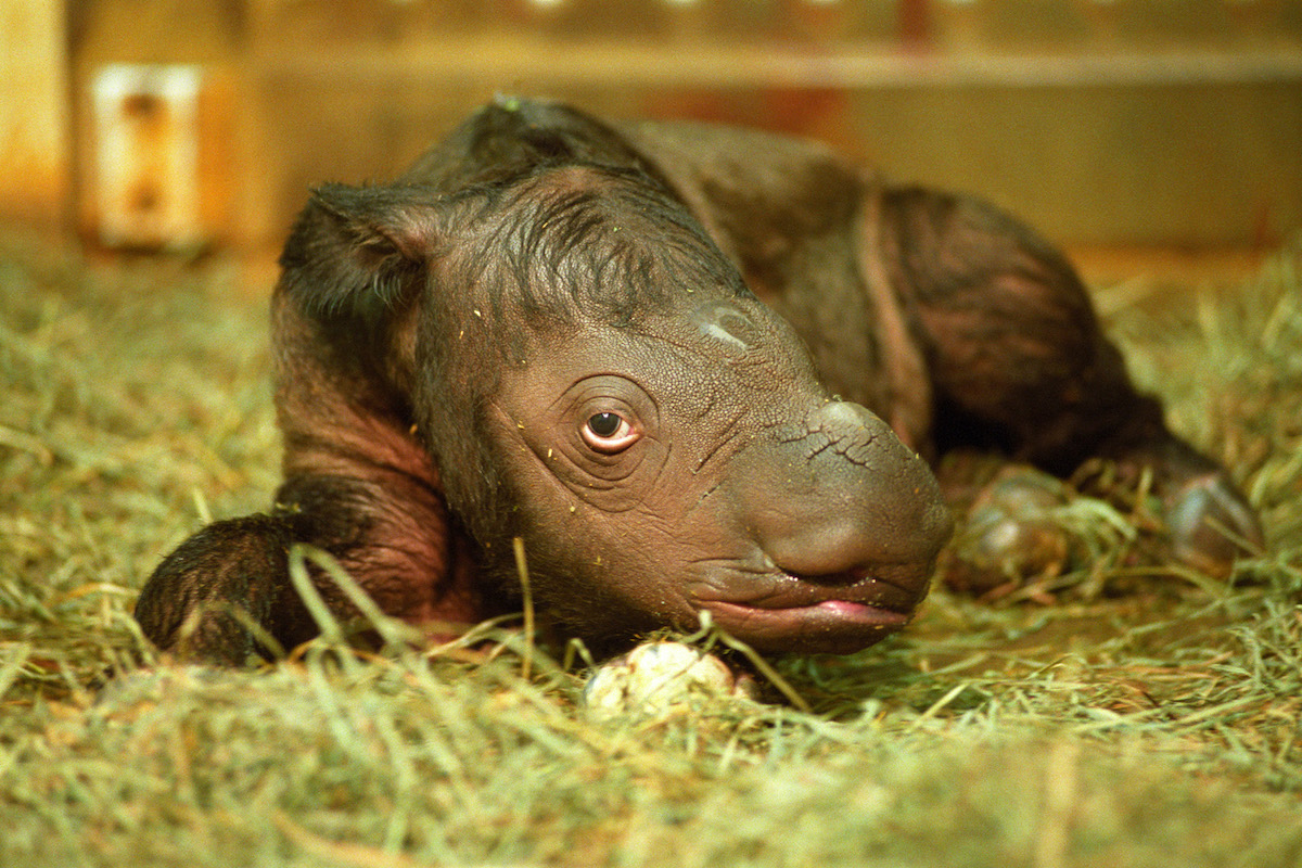 From Indonesia to Ohio: the struggle to breed Sumatran rhinos in captivity