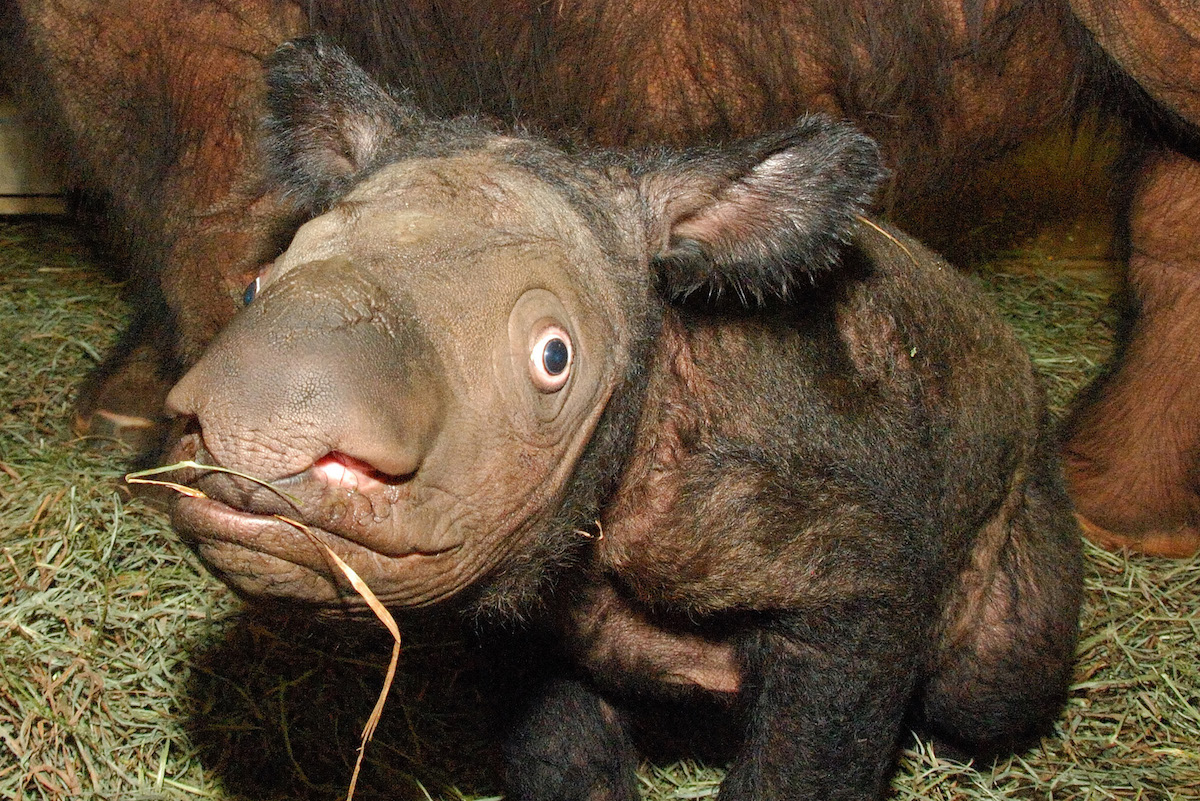 A baby Sumatran rhino display's the species' characteristic shaggy fur. Photo courtesy of the Cincinnati Zoo.