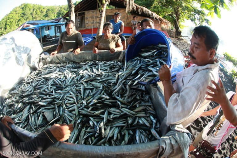 Villagers in Sulawesi, Indonesia load a truck with sardines. Photo by Rhett A. Butler