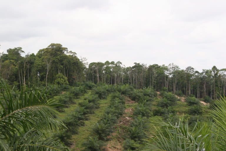 Recent conversion of rainforests to oil palm plantations in the province of Jambi, Indonesia, is threatening not only the forests but also the services it provides. Photo courtesy of Yann Clough