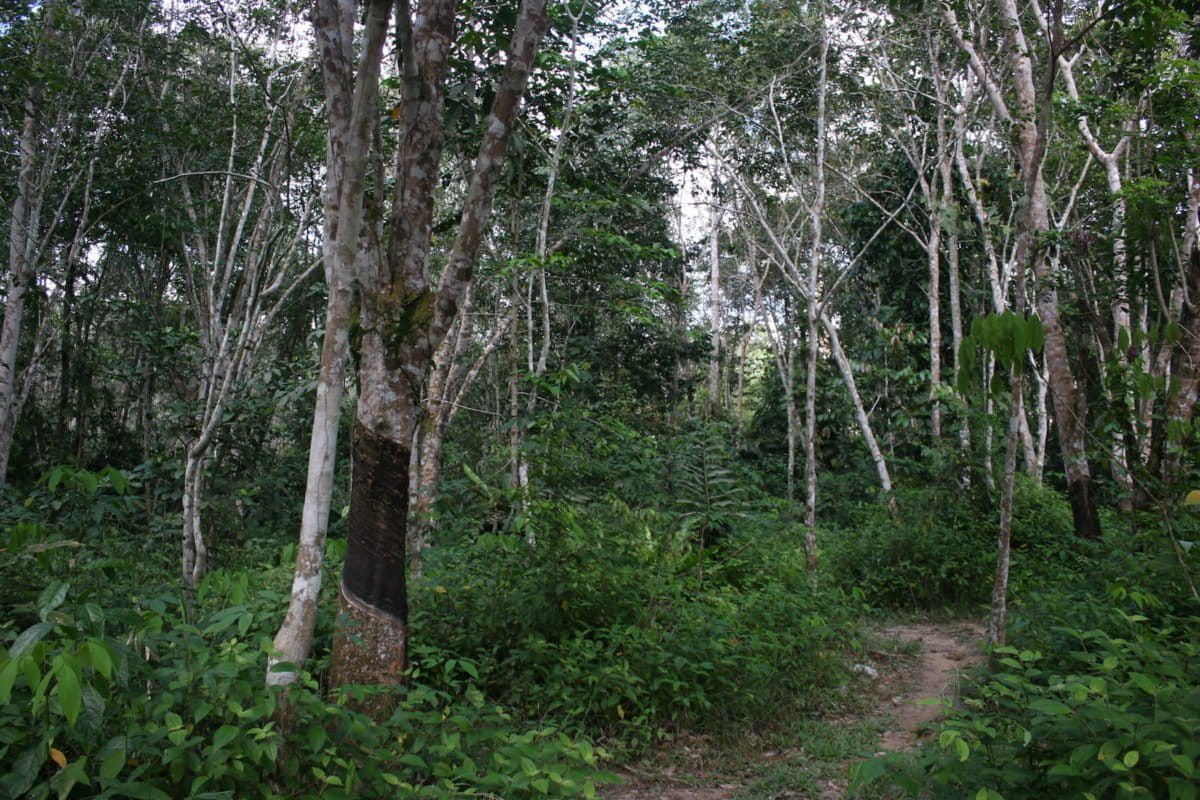 Higher driving Indonesian smallholders to oil palm and rubber