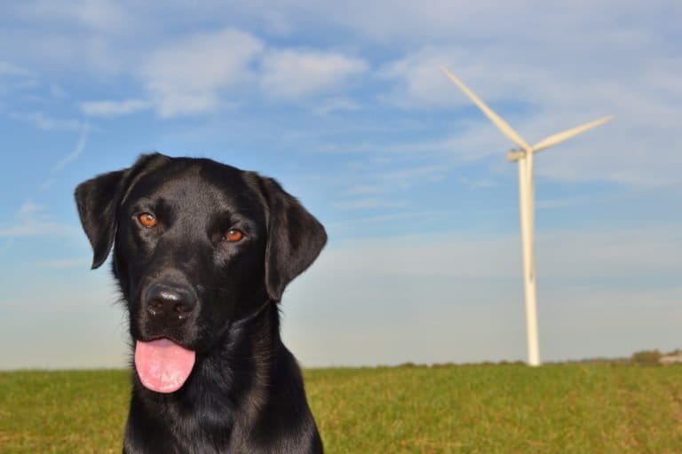 Research teams in the UK employed dogs to find the carcasses of bats killed by wind turbines. Photo by Victoria Stent