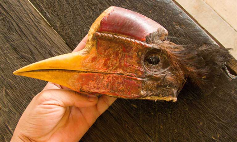 Decapitated hornbill head with attached casque, confiscated from smugglers who were trying to get the casques out of Indonesia and into China, where much of the trade in hornbill ivory is consumed. Hornbill conservationists are calling for stronger enforcement of the anti poaching laws, and want to see more convictions alongside the confiscations. Photo © Y. Hadiprakarsa/IHCS