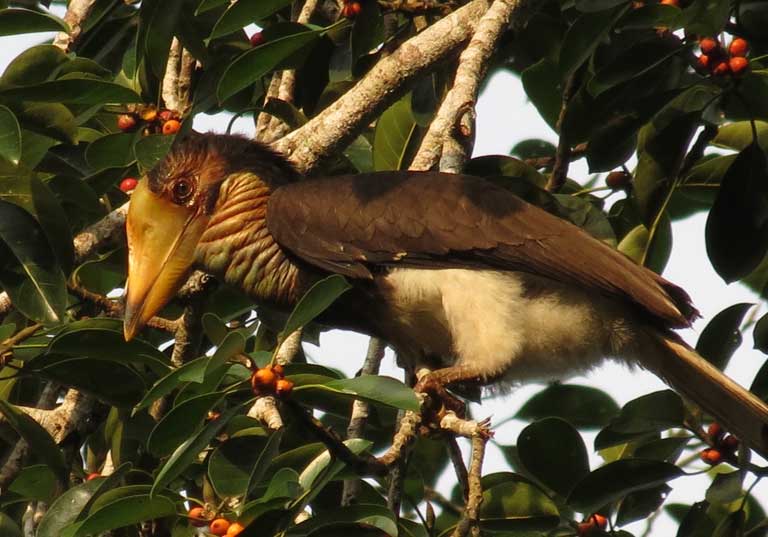 This is a young helmeted hornbill, which can be determined by the color of its beak. Hornbill beaks become colored red with age, as oil from their preen glands builds up over time. Despite being a young bird, you can see its great size as it precariously perches on the small branches of a fig tree. Fully grown, hornbills can weigh up to three kilograms (6.6. pounds). Young hornbills are also targeted by poachers, which can be extremely detrimental to the populations. Photo © Y. Hadiprakarsa/IHCS