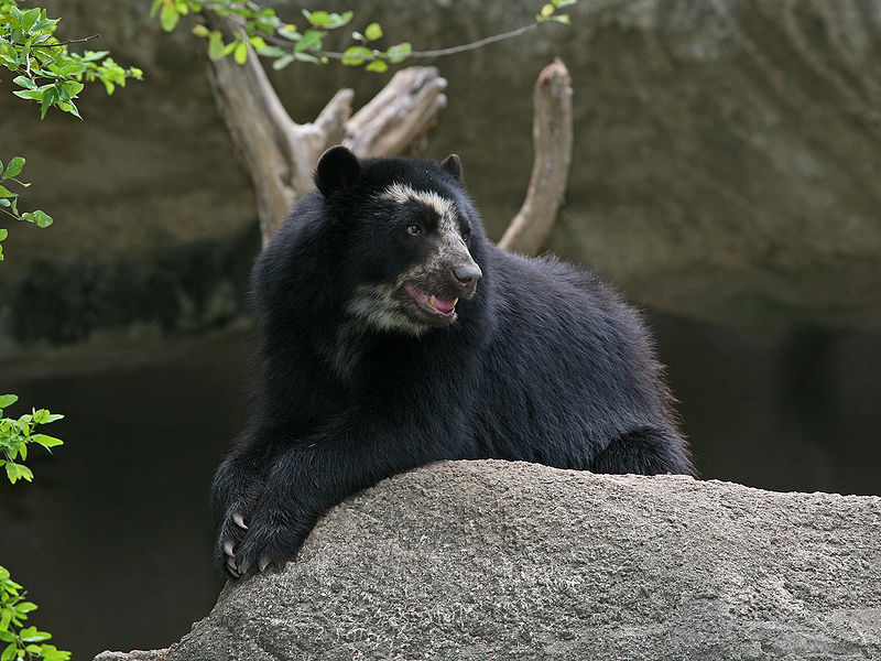 ilkina is also applying the optimization program in Ecuador to conserve the Andean, or spectacled, bear, South America's only bear species, which faces threats from habitat loss and fragmentation and poaching. Photo credit: BirdPhotos.com.