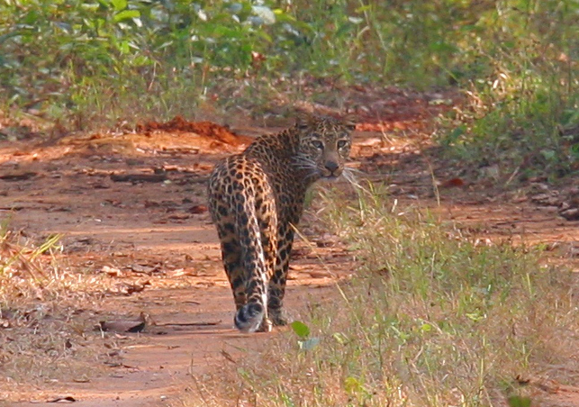 Movement corridors are vital to gene flow among core habitat areas and promoting genetic diversity in a species, as the tigers and leopards prowling through forest corridors in India illustrate. Photo credit: Sandeep Sharma and Trishna Dutta.