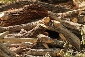 A pile of illegally cut timber discovered by a patrol group in Tanzania. Photo by Sophie Tremblay