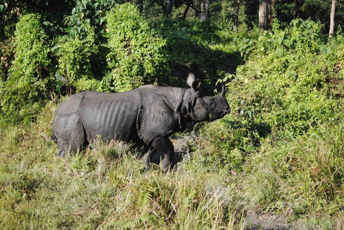 Greater one-horned rhinoceros in Jaldapara National Park in northern West Bengal. Photo by Udayan Dasgupta.