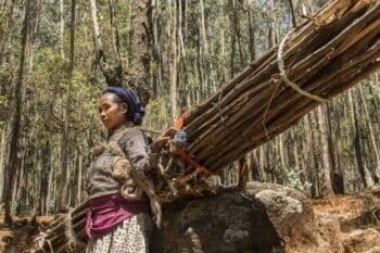 Amone Ayesa collects wood in the Entoto forest outside of Addis Ababa, Ethiopia. Photo by Maheder Haileselassie Tadese