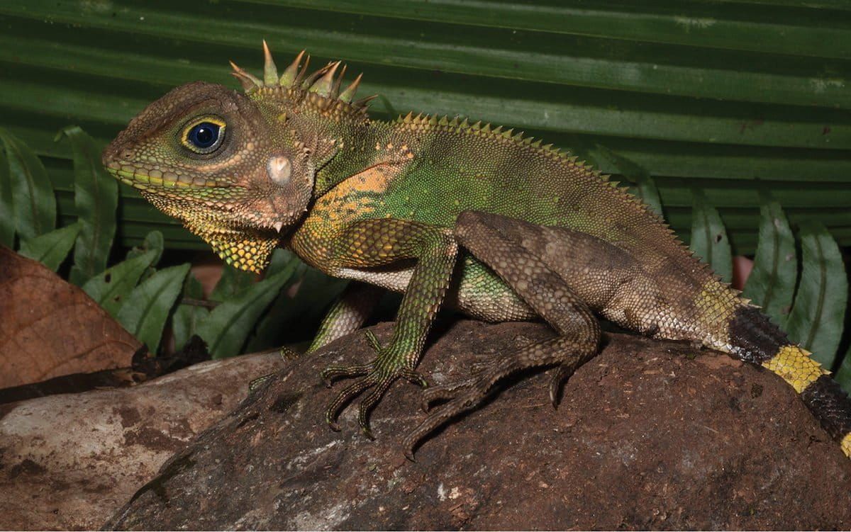 Gonocephalus cf. interruptus, one of the many reptiles catalogued in Mindanao. Photograph by Rafe Brown.